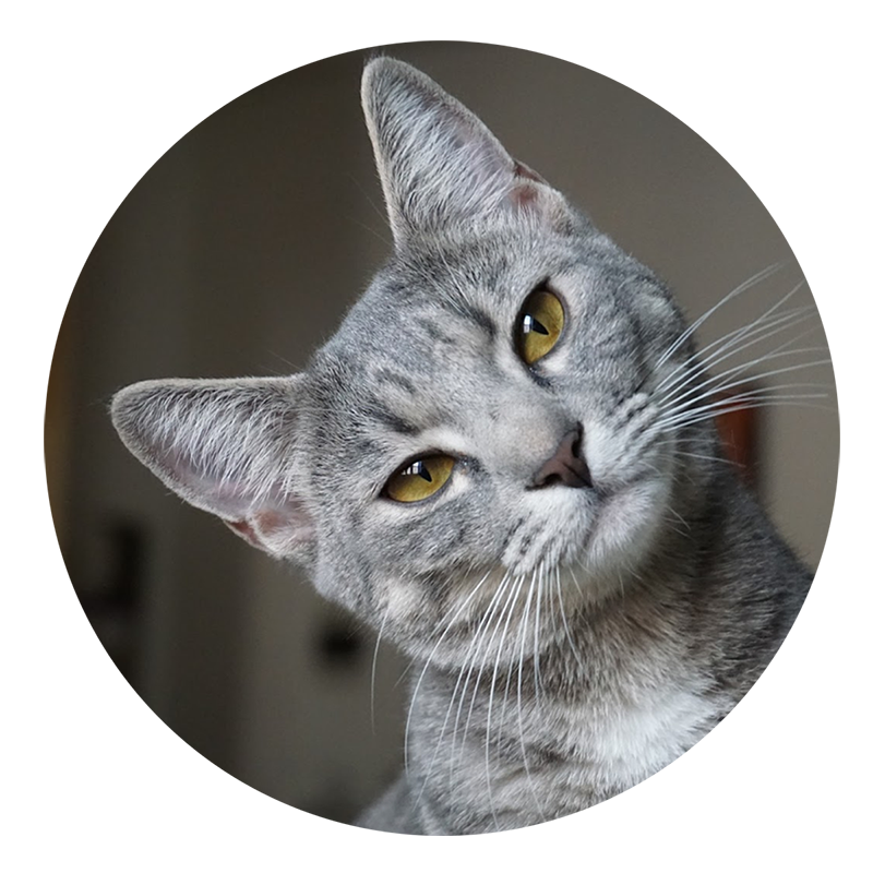 katze